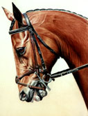 Jumper, Equine Art - Flash Noseband